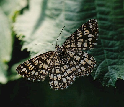Adult &bull; Littleborough, Lancashire &bull; &copy; Ian Kimber