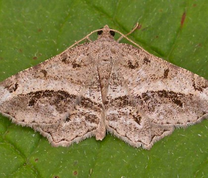 Adult &bull; St Margaret