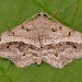 Adult • St Margaret's at Cliffe, Kent • © Tony Morris