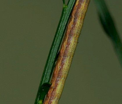 Larva &bull; Netherlands &bull; &copy; Jeroen Voogd