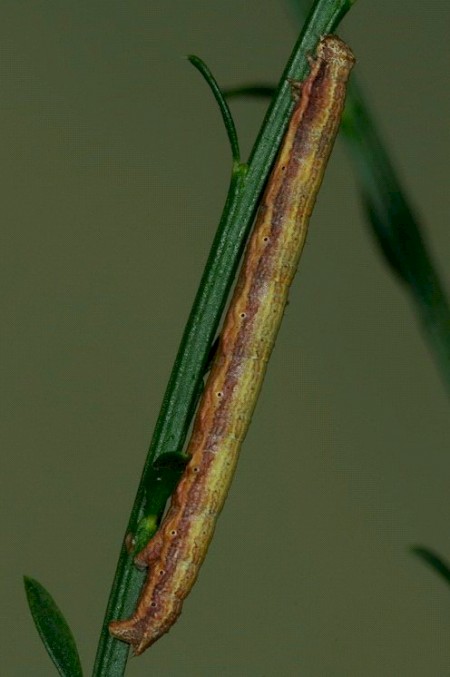 Frosted Yellow Isturgia limbaria