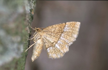 Little Thorn Cepphis advenaria