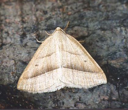 Adult &bull; Littleborough, Lancashire &bull; &copy; Ian Kimber
