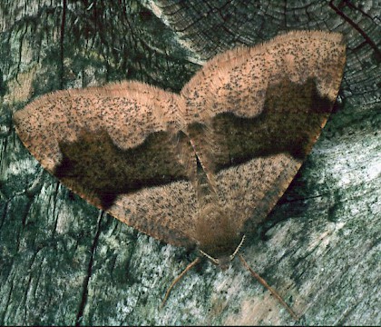 Adult &bull; New Hutton, Kendal &bull; &copy; Rob Petley-Jones