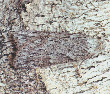 Adult &bull; Argeles, S. France &bull; &copy; Ian Kimber