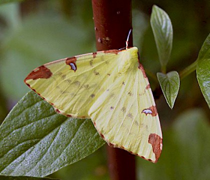 Adult &bull; &copy; Keith Dover