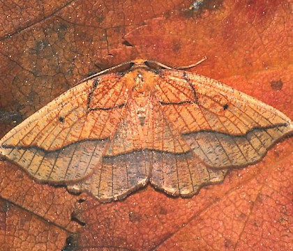 Adult &bull; Hemingford Grey, Hunts. &bull; &copy; Nick Greatorex-Davies