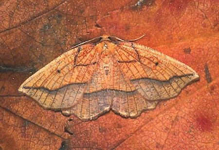 Bordered Beauty Epione repandaria