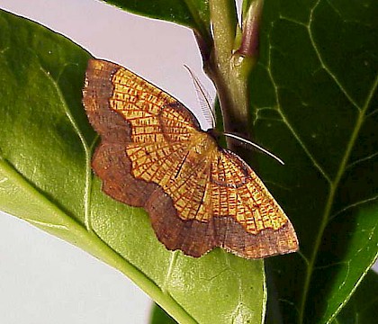 Male &bull; &copy; Dave Chesmore