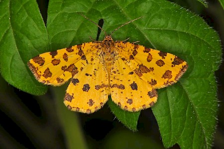 Speckled Yellow Pseudopanthera macularia