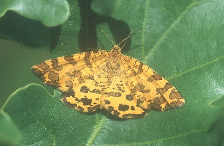 Speckled Yellow Pseudopanthera macularia