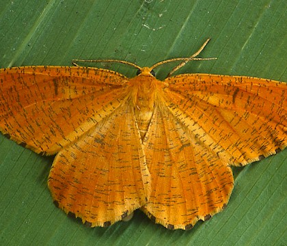 Adult &bull; Somerset &bull; &copy; Paul Harris