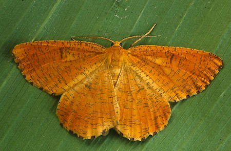 Orange Moth Angerona prunaria