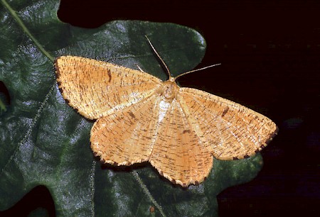 Orange Moth Angerona prunaria