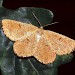 Adult • Sherborne St. John, North Hampshire • © David Green/Butterfly Conservation