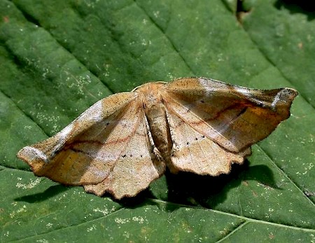 Lilac Beauty Apeira syringaria