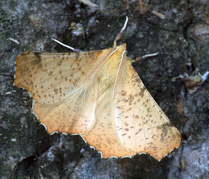 Adult &bull; Brittany, France &bull; &copy; Paul Harris