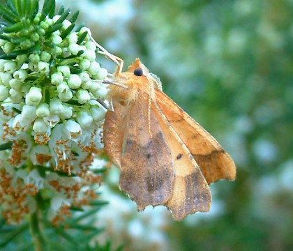 Adult &bull; Whitelye, Gwent &bull; &copy; Nick Greatorex-Davies