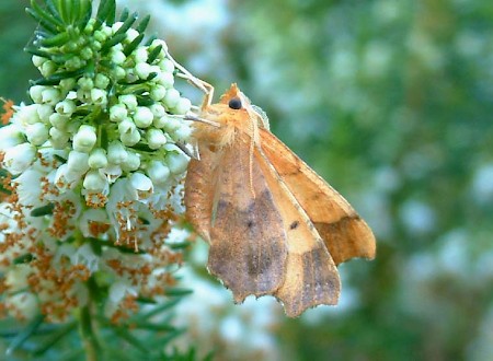 August Thorn Ennomos quercinaria