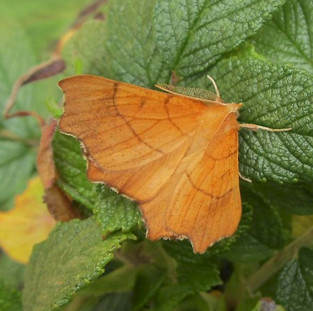 August Thorn Ennomos quercinaria