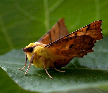 Adult &bull; Melbourne, Derbyshire &bull; &copy; Tony Davison