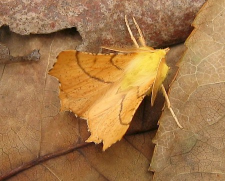 Canary-shouldered Thorn Ennomos alniaria