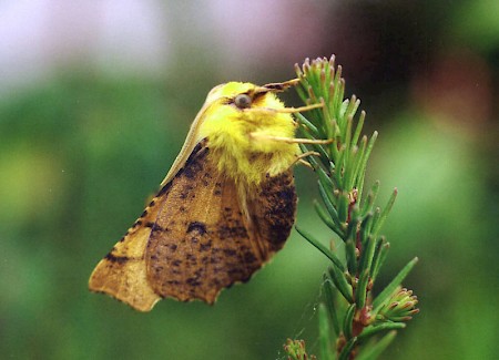 Canary-shouldered Thorn Ennomos alniaria