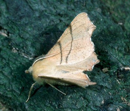 Adult &bull; &copy; Shane Farrell