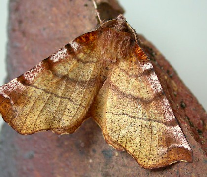 Adult &bull; Chorlton, from larva &bull; &copy; Ben Smart