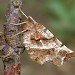 Adult • Monk's Wood NNR, Cambs. • © Nick Greatorex-Davies