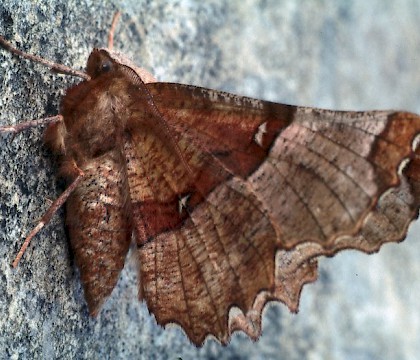 Adult &bull; Roudsea Wood NNR, Cumbria &bull; &copy; Rob Petley-Jones