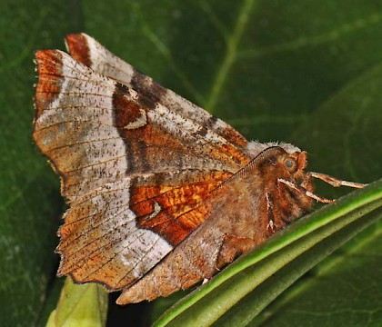 Adult &bull; Hardenberg, The Netherlands &bull; &copy; Ab H. Baas