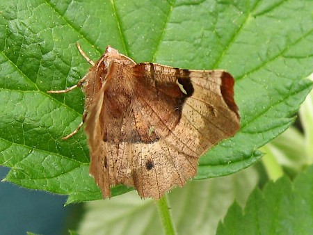 Purple Thorn Selenia tetralunaria