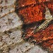 Close up of forewing - underside • Hardenberg, The Netherlands • © Ab H. Baas