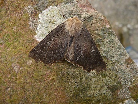 Scalloped Hazel Odontopera bidentata