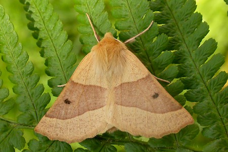 Scalloped Oak Crocallis elinguaria