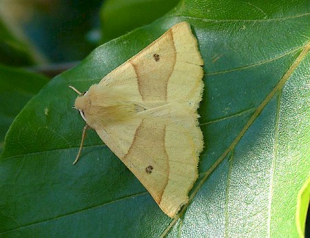 Scalloped Oak Crocallis elinguaria