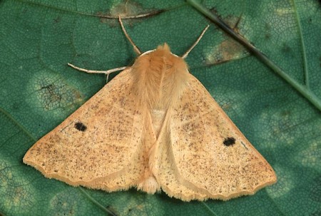 Scalloped Oak Crocallis elinguaria