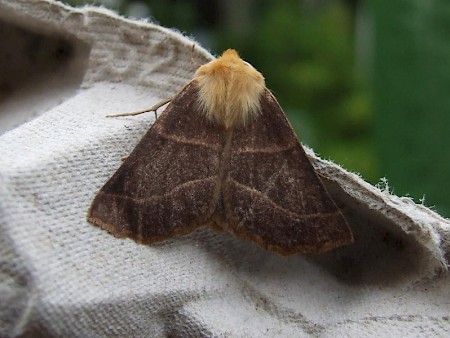 Scalloped Oak Crocallis elinguaria