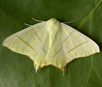 Adult &bull; Chorlton, Gtr. Manchester, reared from larva &bull; &copy; Ben Smart