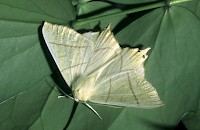 Swallow-tailed Moth