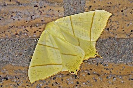 Swallow-tailed Moth Ourapteryx sambucaria