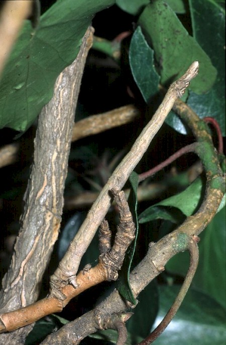 Swallow-tailed Moth Ourapteryx sambucaria