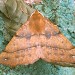 Adult • Monk's Wood NNR, Cambs. • © Nick Greatorex-Davies