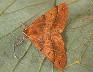 Feathered Thorn Colotois pennaria