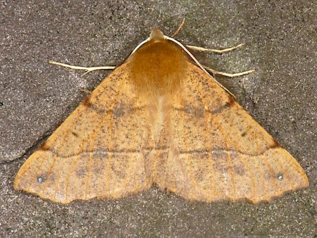 Feathered Thorn Colotois pennaria