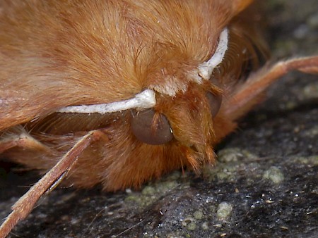 Feathered Thorn Colotois pennaria