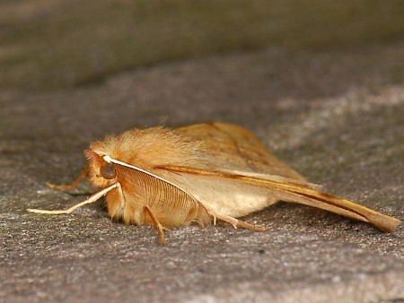 Feathered Thorn Colotois pennaria