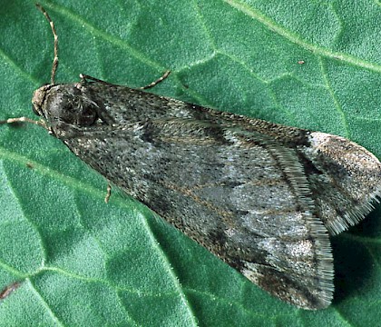 Male &bull; Littleborough, Lancashire &bull; &copy; Ian Kimber