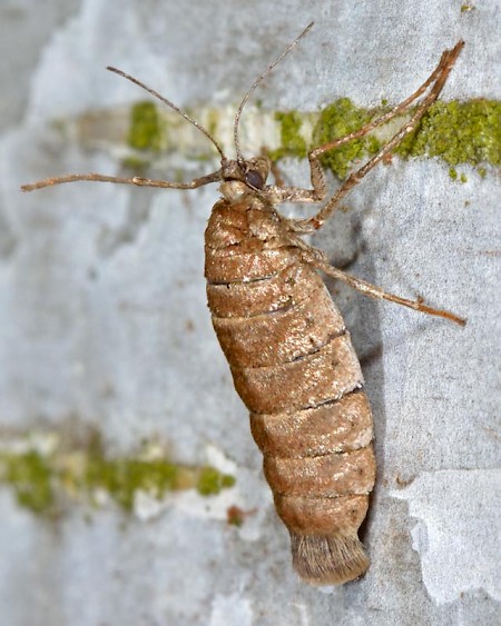 March Moth Alsophila aescularia